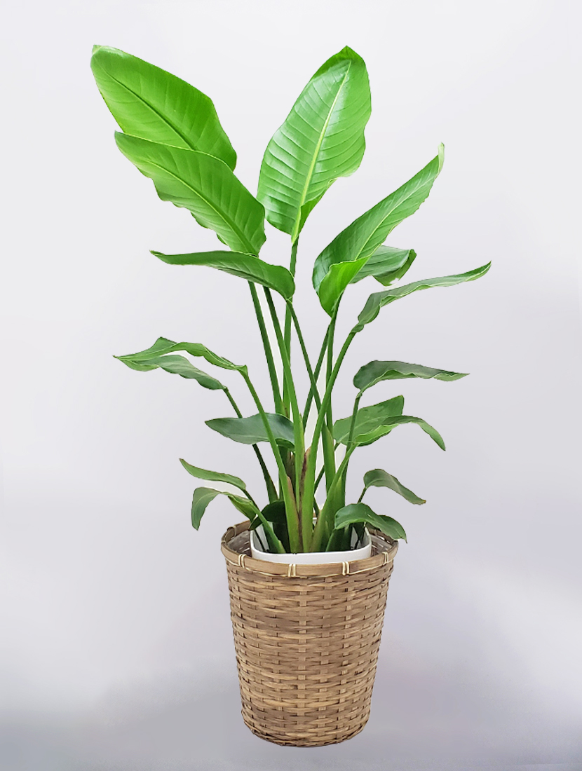 激安！　ストレチア　オーガスタ Ｂ 超大型❗️ 169㌢　10号鉢 観葉植物