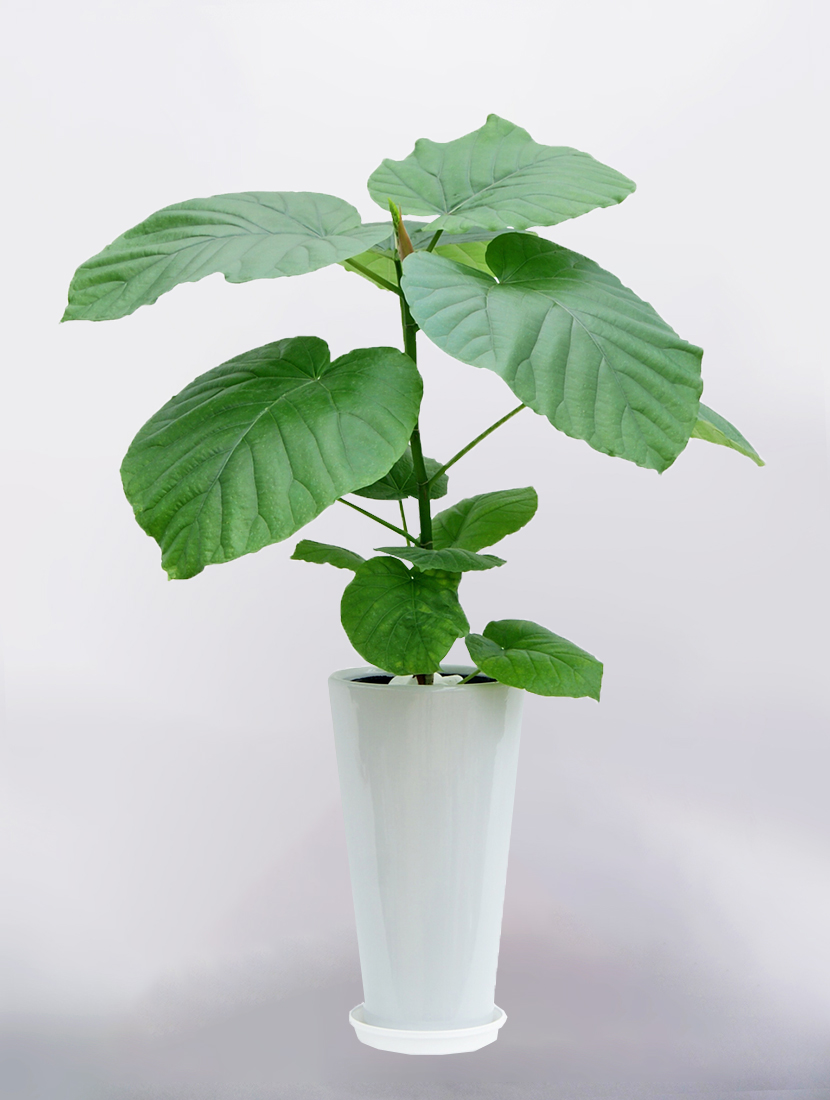 胡蝶蘭 フラワーギフトの通販 公式 花ざかり 花盛り 観葉植物 フィカス ウンベラータ 6号 丸高陶器鉢