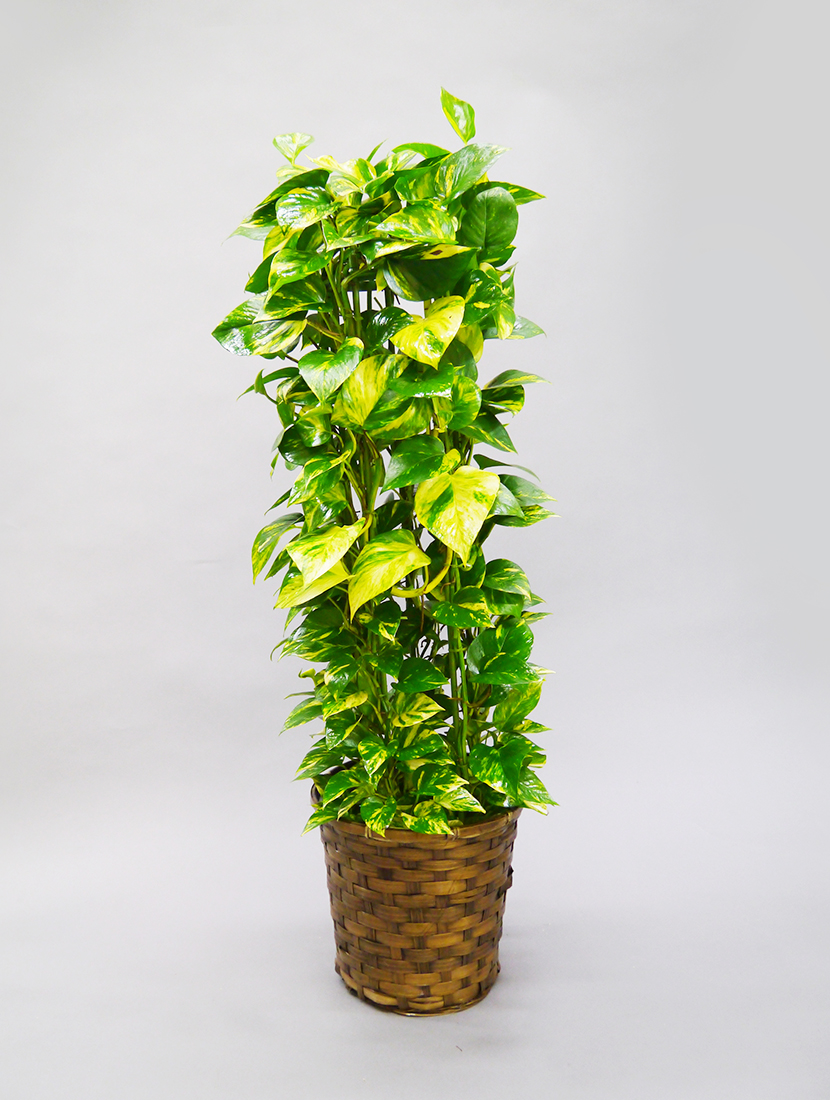 胡蝶蘭 フラワーギフトの通販 公式 花ざかり 花盛り 観葉植物 大型 ポトス 8号鉢
