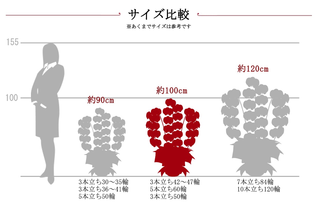 胡蝶蘭サイズ比較