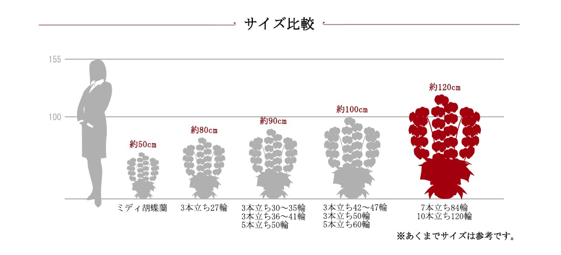 胡蝶蘭サイズ比較