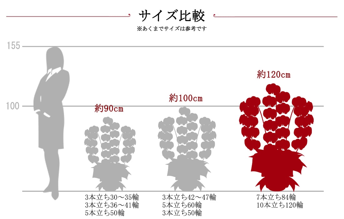 胡蝶蘭サイズ比較