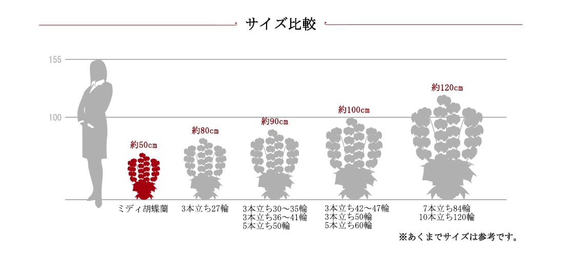 胡蝶蘭サイズ比較