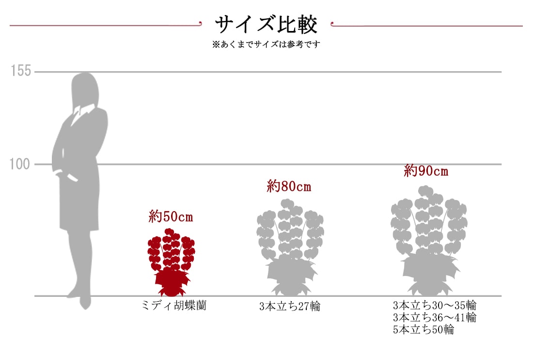 胡蝶蘭サイズ比較