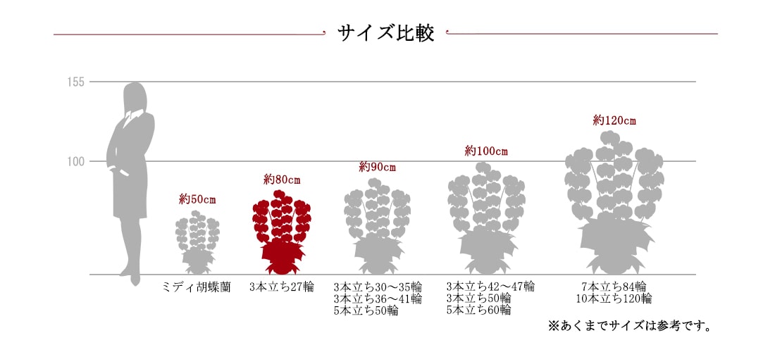 胡蝶蘭サイズ比較