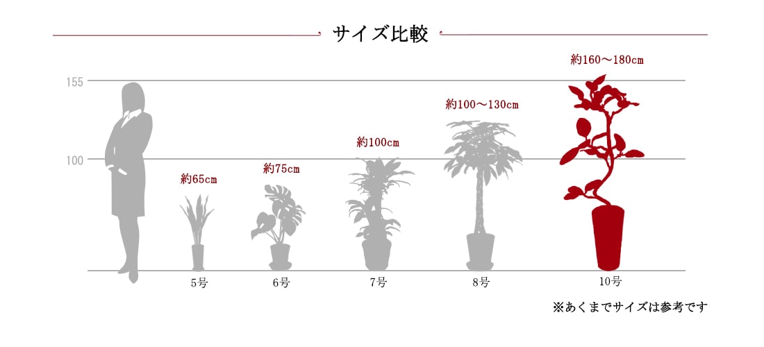 観葉サイズ比較