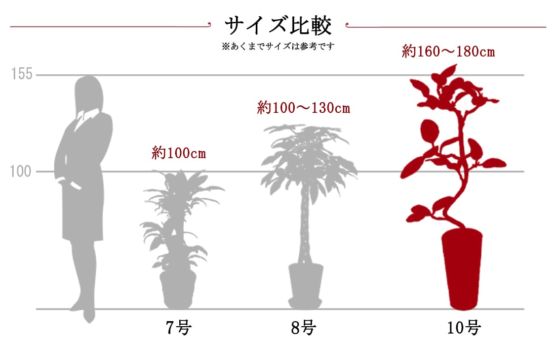 観葉サイズ比較