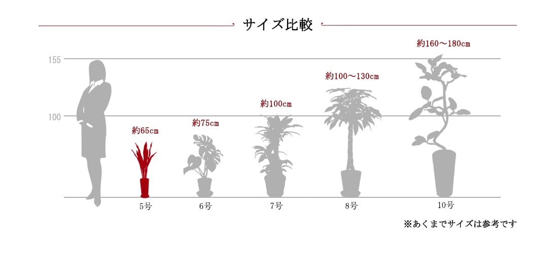 観葉サイズ比較