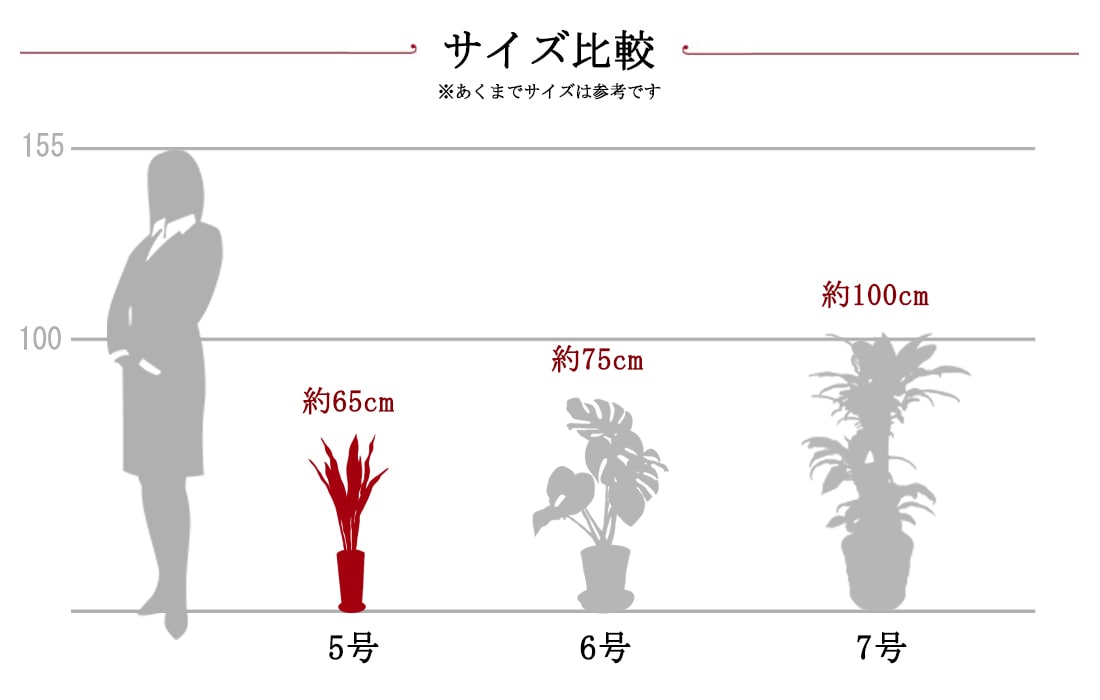 観葉サイズ比較