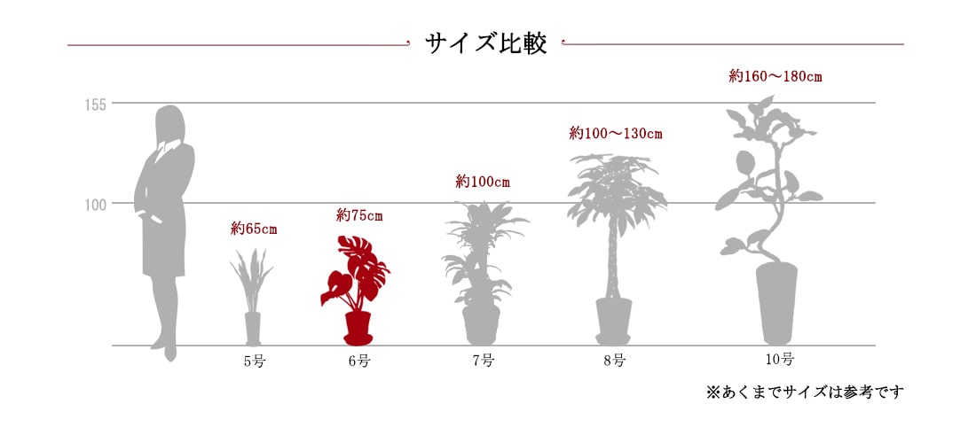 観葉サイズ比較