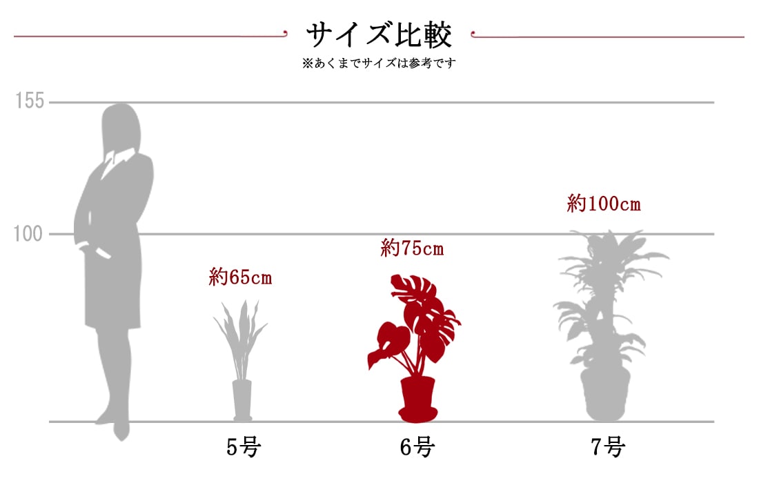 観葉サイズ比較