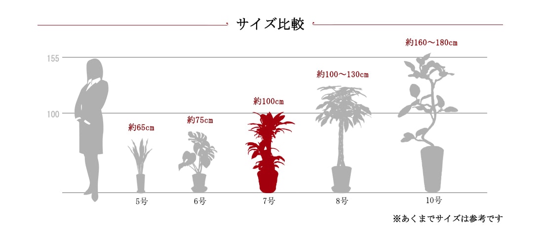 観葉サイズ比較