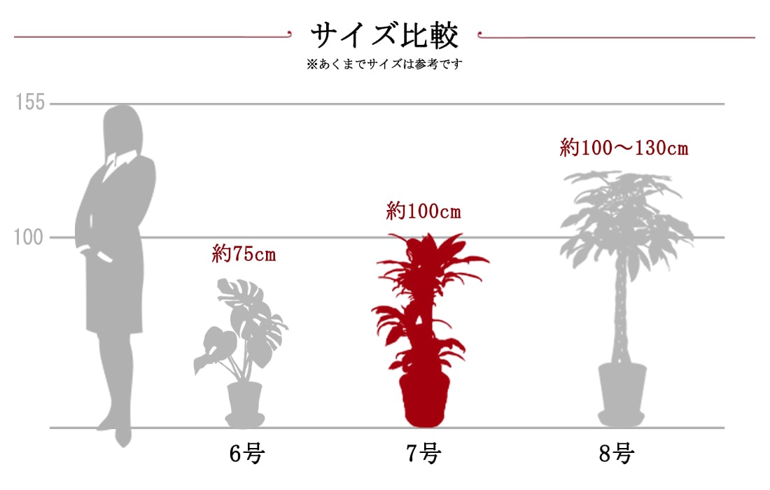 観葉サイズ比較