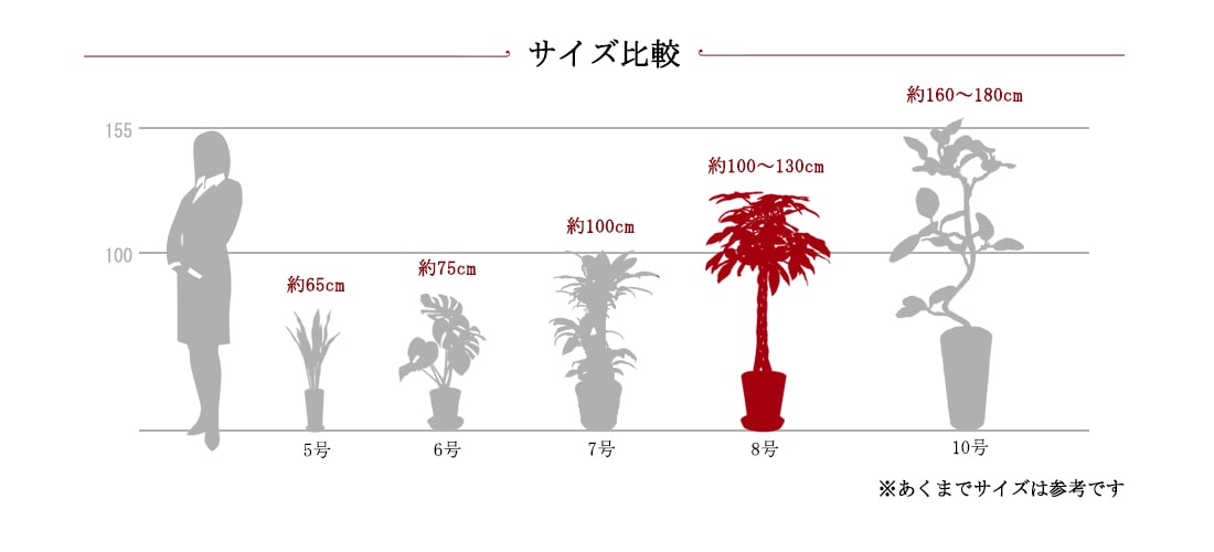 観葉サイズ比較