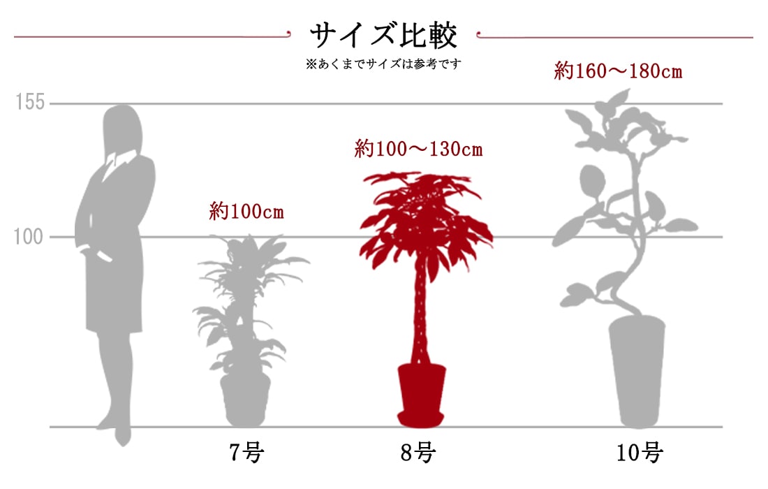 観葉サイズ比較